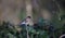 A bullfinch perched in a tree in the woods