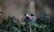 A bullfinch perched in a tree in the woods