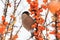 Bullfinch pyrrhula pyrrhula eating berry of sea buckthorn