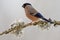 Bullfinch, Pyrrhula pyrrhula, sitting on yellow lichen branch, Sumava, Czech republic, Female grey songbird with green and yellow