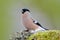 Bullfinch, Pyrrhula pyrrhula, sitting on yellow lichen branch, Sumava, Czech republic, Female grey songbird with green and yellow