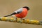 Bullfinch, Pyrrhula pyrrhula, sitting on yellow lichen branch, Sumava, Czech republic, red male songbird with green and yellow