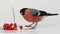 Bullfinch with red berries isolated on a white