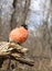 The bullfinch with a red breast