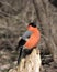 The bullfinch with a red breast