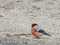 Bullfinch runs across the ground in search of food