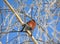 Bullfinch sits on a branch