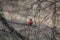 Bullfinch sits on a branch of a dry tree