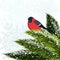 Bullfinch sitting on branch pine. EPS10