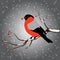 Bullfinch sitting on branch with a twig of Rowan in its beak, snowfall. Winter or christmas vector illustration