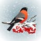 Bullfinch sitting on snow covered branch of mountain ash. Winter nature. Vector illustration