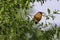 Bullfinch sitting on tree branch in springtime woodland
