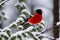 Bullfinch on a tree branch in the winter forest. Generative Ai