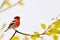 Bullfinch on a tree branch in the winter forest. Generative Ai