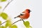 Bullfinch on a tree branch in the winter forest. Generative Ai