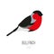 Bullfinch vector icon. Logo.