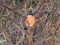 Bullfinch in winter sunlight feeding