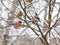 Bullfinches and wood Canary. Birds sit on a branch. Animals in winter.