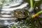 Bullfrog in a Florida Fishpond