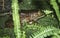 Bullfrog in a Florida Fishpond