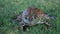 Bullfrog in Grass