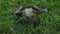 Bullfrog in Grass