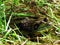 Bullfrog in Grassy Cove