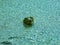 Bullfrog with Head Peaking out of a Duckweed Covered Pond