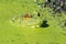 A Bullfrog Laying in a Pond full of Duckweed