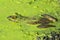 A Bullfrog Laying in a Pond full of Duckweed