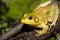 Bullfrog on a pond