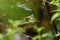 Bullfrog (Rana catesbeiana)