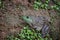 Bullfrog (Rana Catesbeiana)