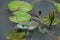 Bullfrog, Rana catesbeiana, in lotus pool