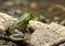 Bullfrog Resting on Bark