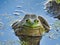 Bullfrog Sits in Algae Pond with Mud Pile in Background