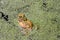 Bullfrog Sitting in Algae Covered Pond with Algae Blooms on Frog\\\'s Back