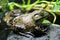 Bullfrog Standing on a Rock