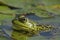 Bullfrog on a Submerged Lily Pad