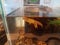 Bullfrog tadpole floating in water in an aquarium