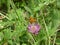 Bullhead falter butterfly brown in the forest