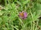 Bullhead falter butterfly brown in the forest