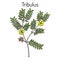 Bullhead Tribulus terrestris , medicinal plant