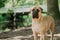 Bullmastiff