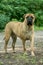 Bullmastiff