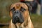 Bullmastiff