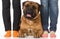 Bullmastiff