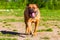 bullmastiff pictures