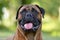 Bullmastiff