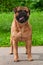 BullMastiff against grass